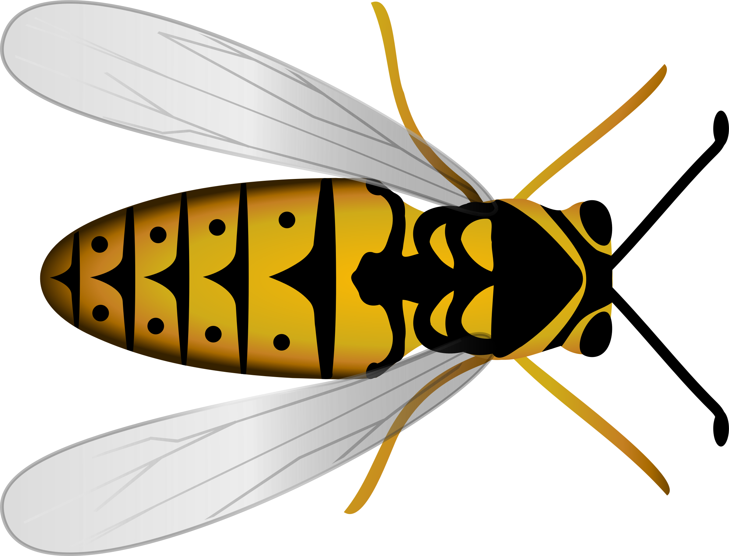 Hoverfly clipart #1, Download drawings