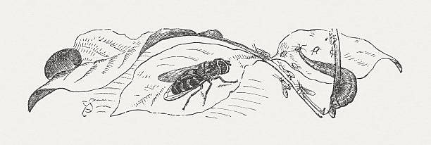 Hoverfly clipart #3, Download drawings