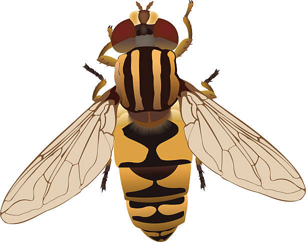Hoverfly clipart #15, Download drawings