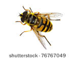 Hoverfly clipart #19, Download drawings