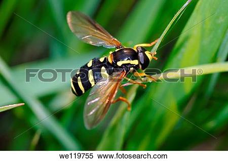 Hoverfly clipart #14, Download drawings