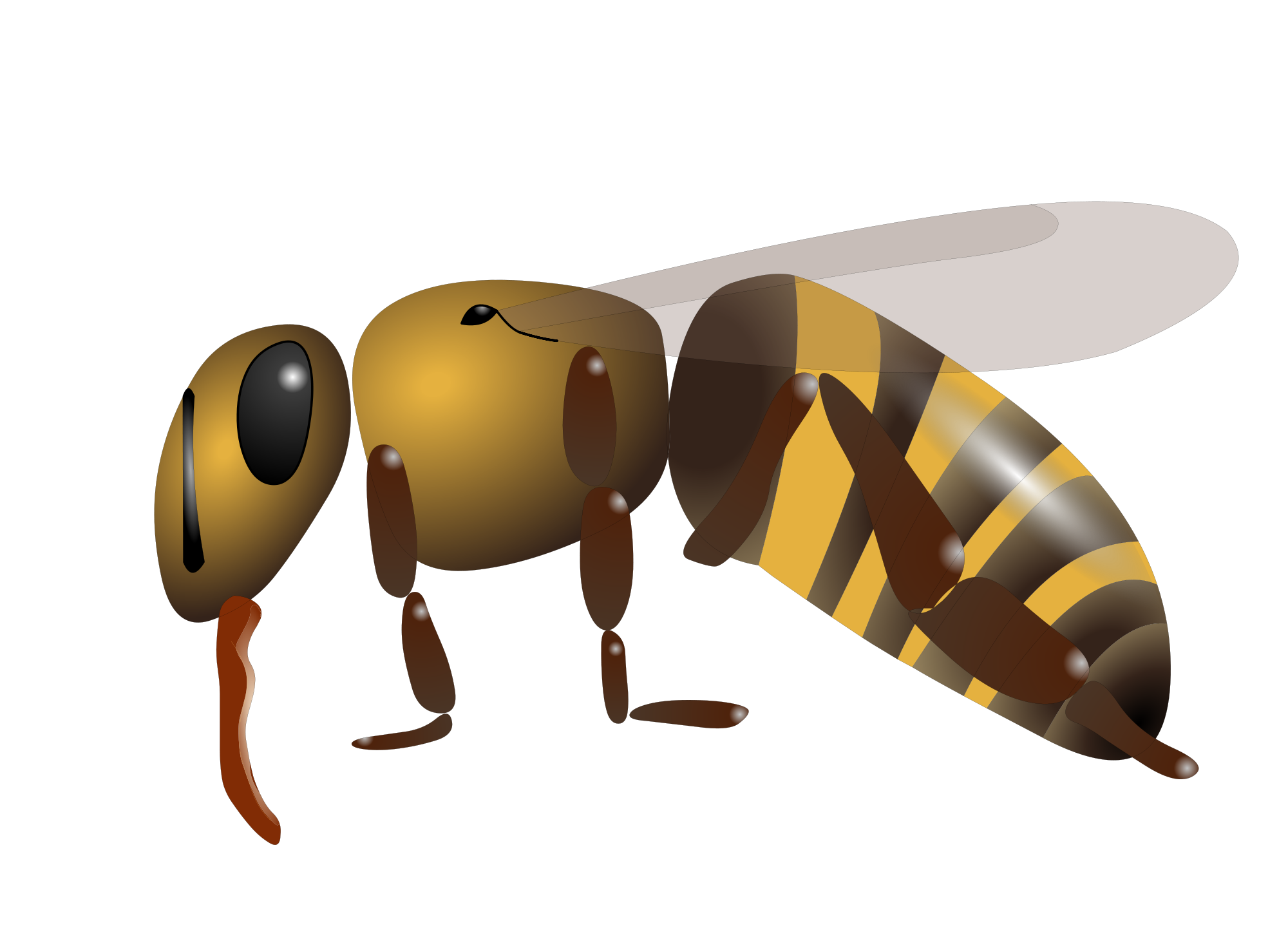 Hoverfly svg #14, Download drawings