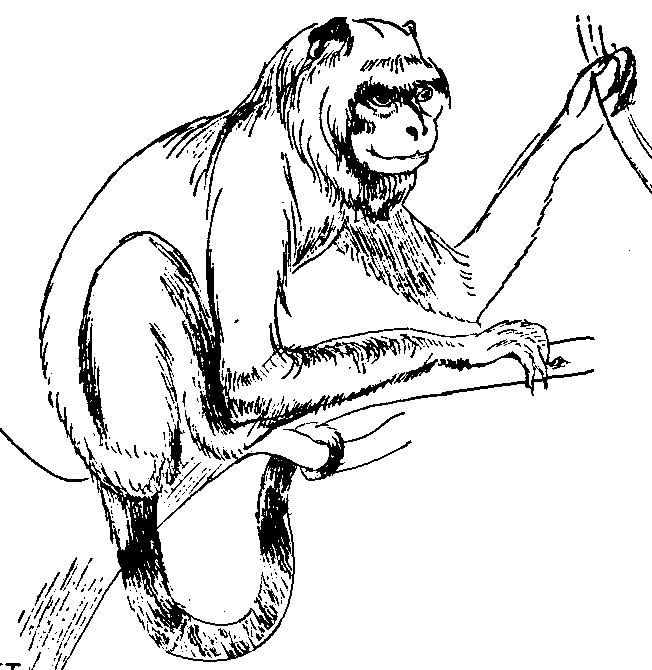 Howler Monkey clipart #6, Download drawings