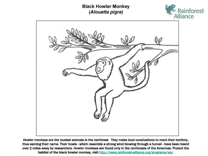 Howler Monkey coloring #9, Download drawings
