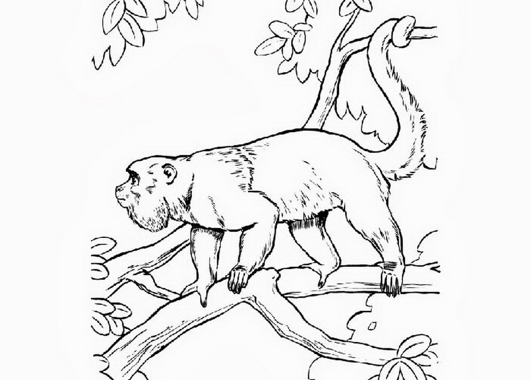 Howler Monkey coloring #15, Download drawings