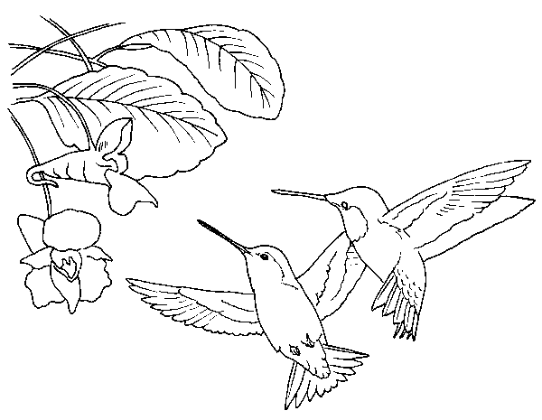 Hummingbird coloring #5, Download drawings