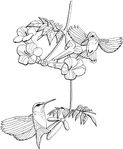 Hummingbird coloring #6, Download drawings