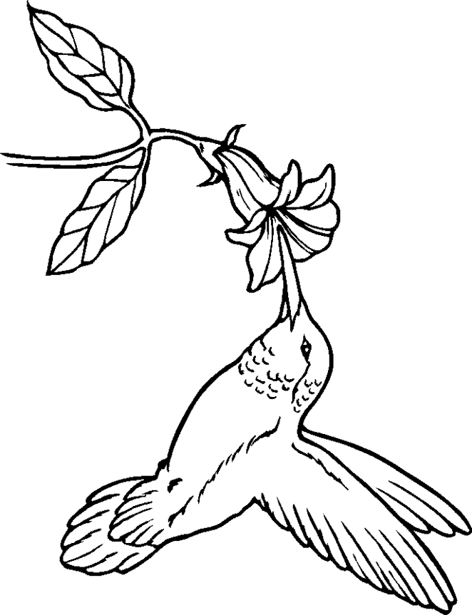 Hummingbird coloring #17, Download drawings