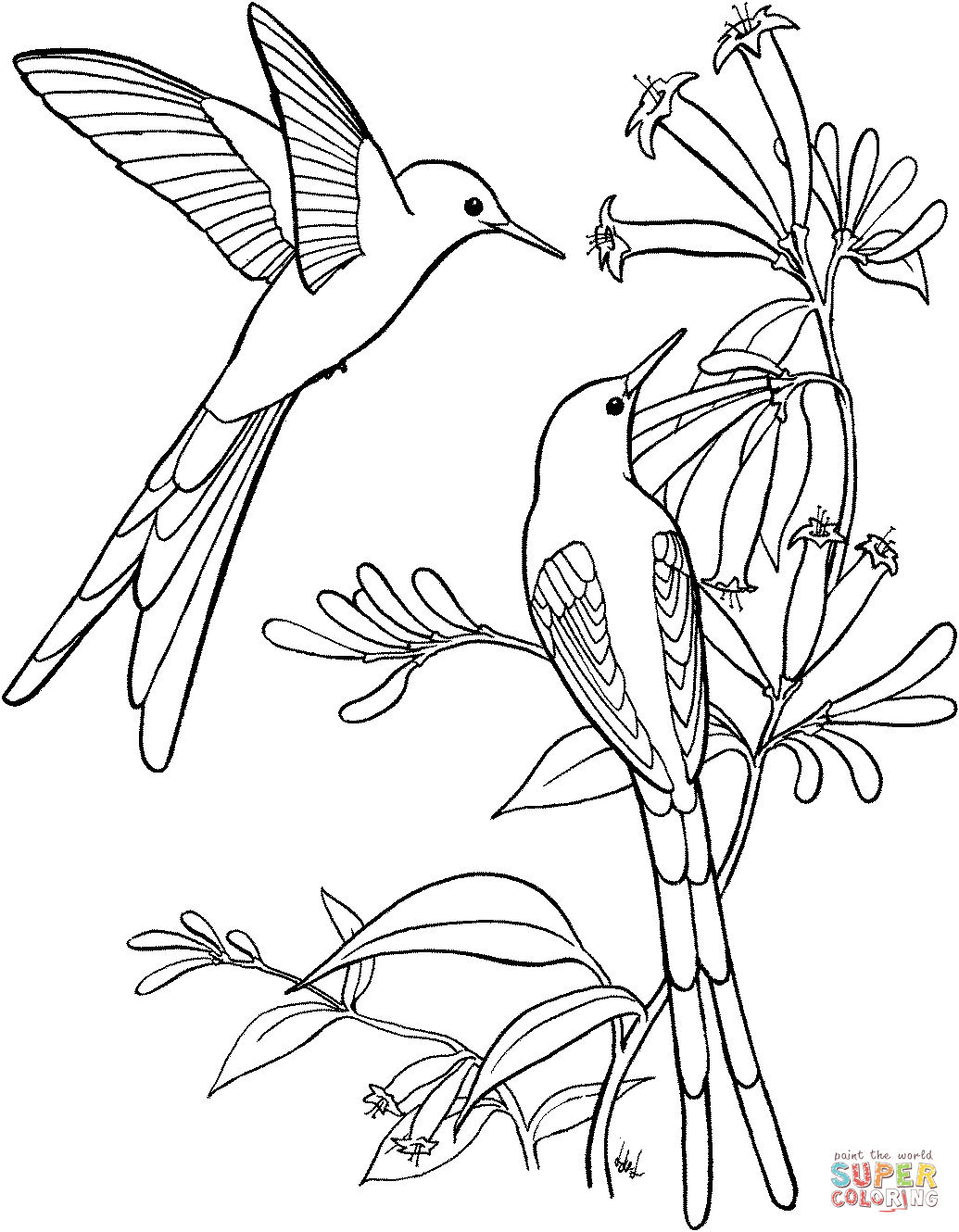 Hummingbird coloring #11, Download drawings