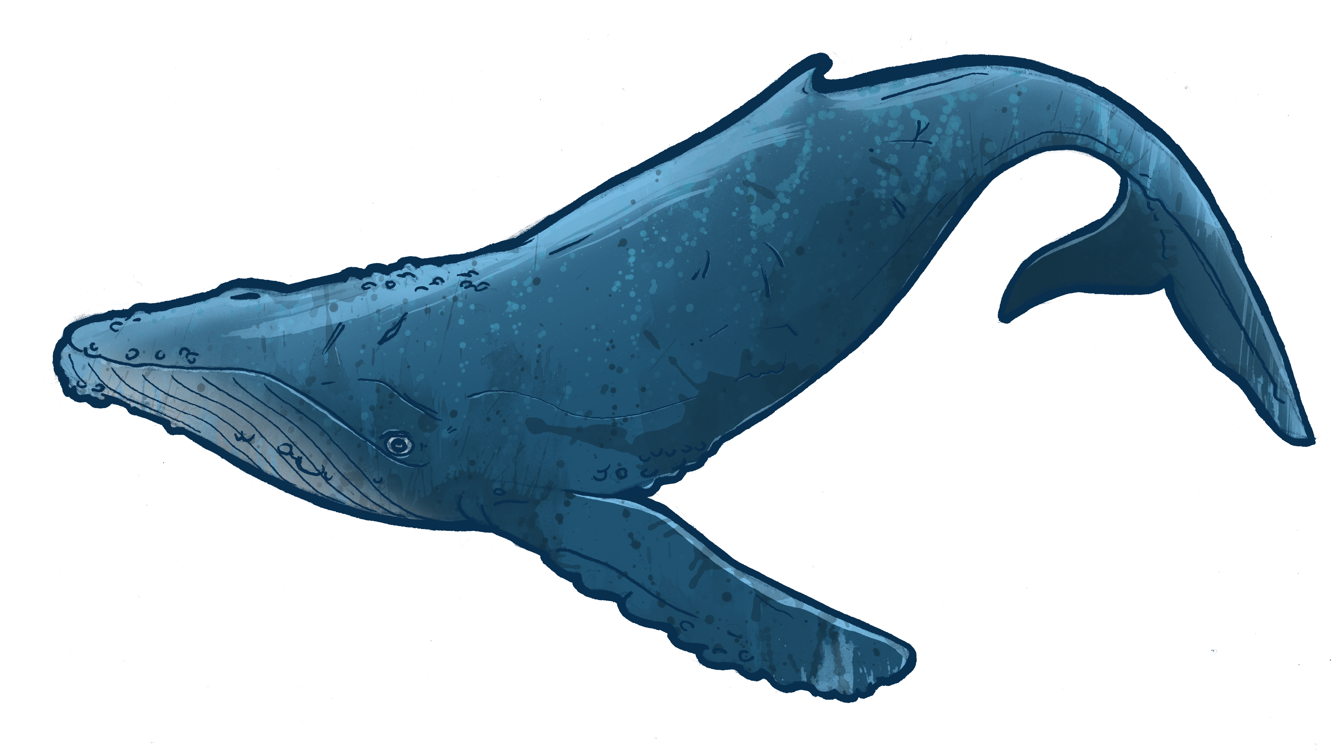 Humpback Whale clipart #5, Download drawings