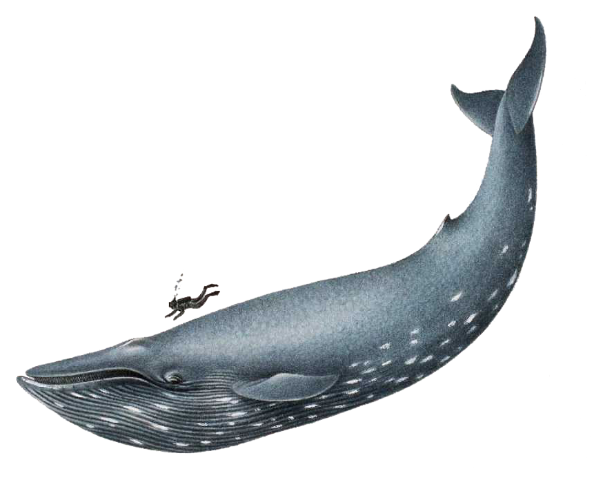 Humpback Whale clipart #3, Download drawings