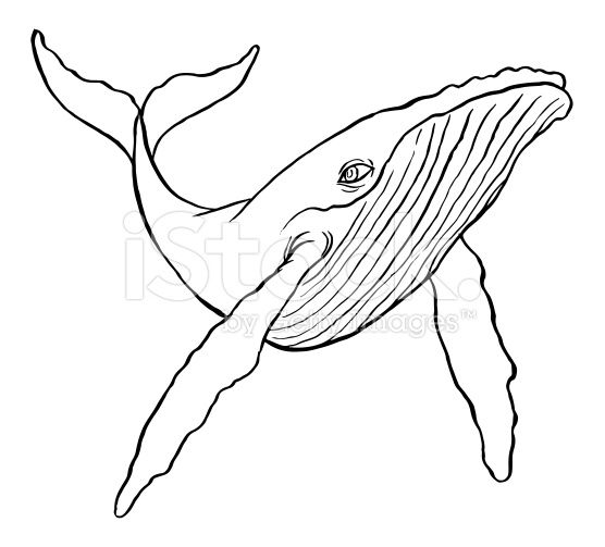 Humpback Whale clipart #2, Download drawings