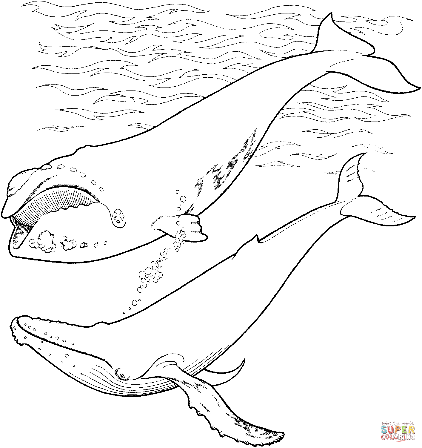 Humpback Whale coloring #5, Download drawings
