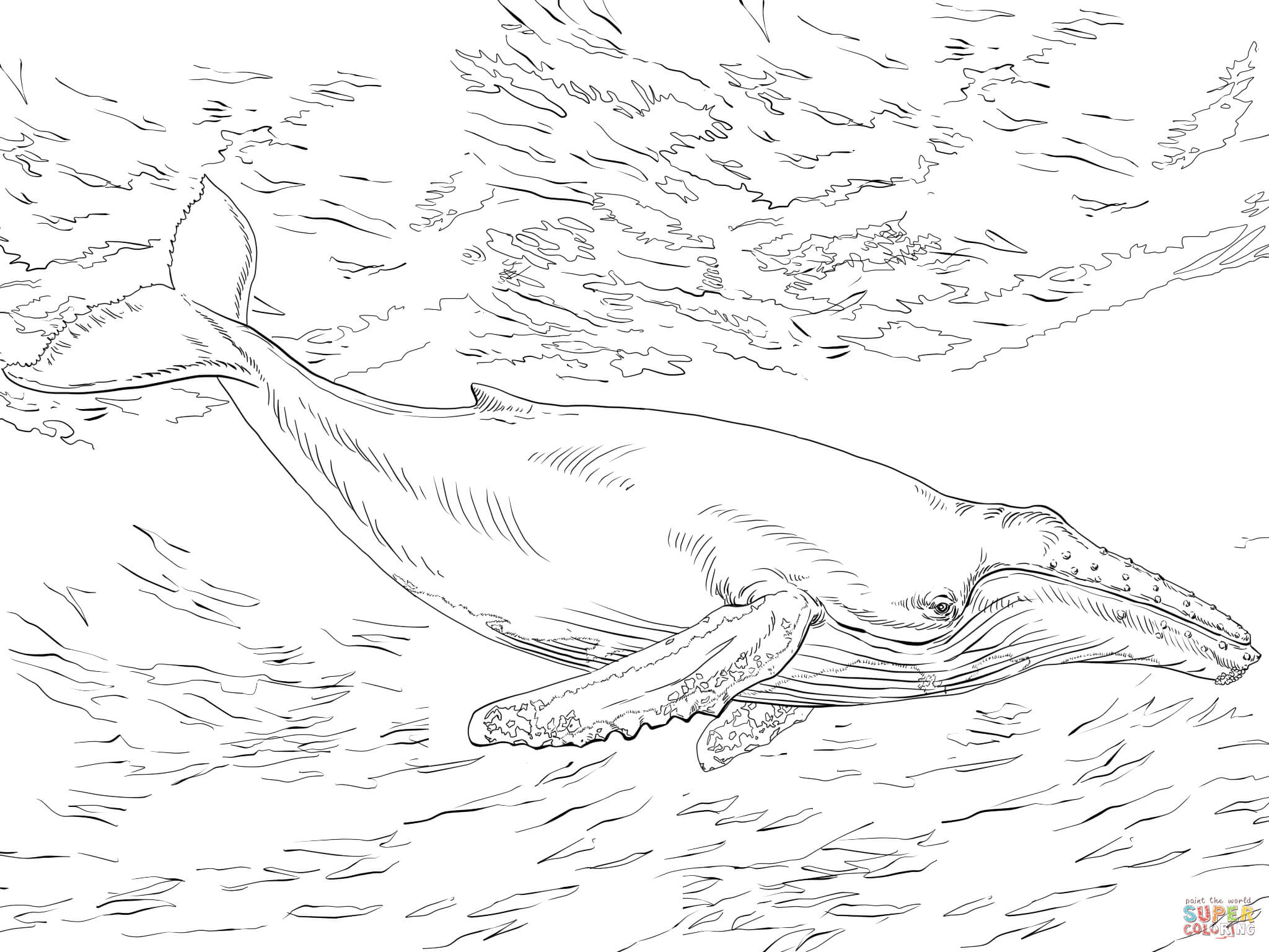Humpback Whale coloring #3, Download drawings