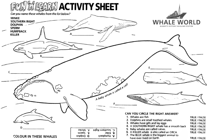 Humpback Whale coloring #11, Download drawings