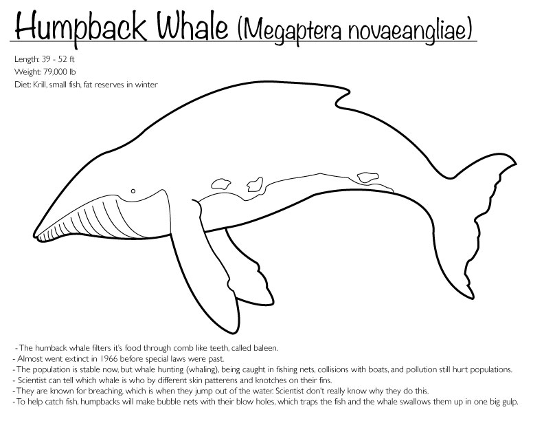 Humpback Whale coloring #9, Download drawings