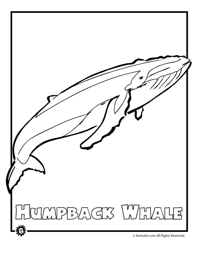 Humpback Whale coloring #7, Download drawings