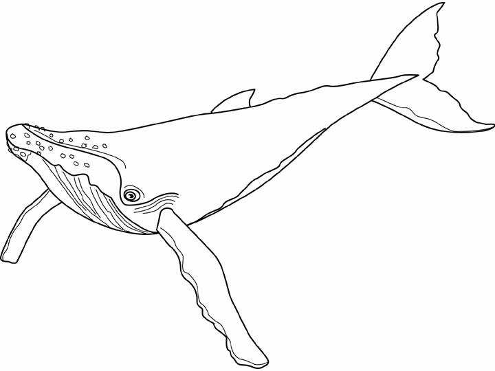 Humpback Whale coloring #4, Download drawings