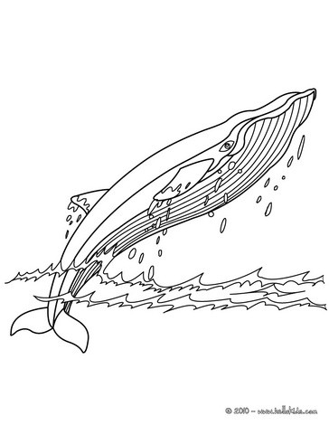 Humpback Whale coloring #12, Download drawings