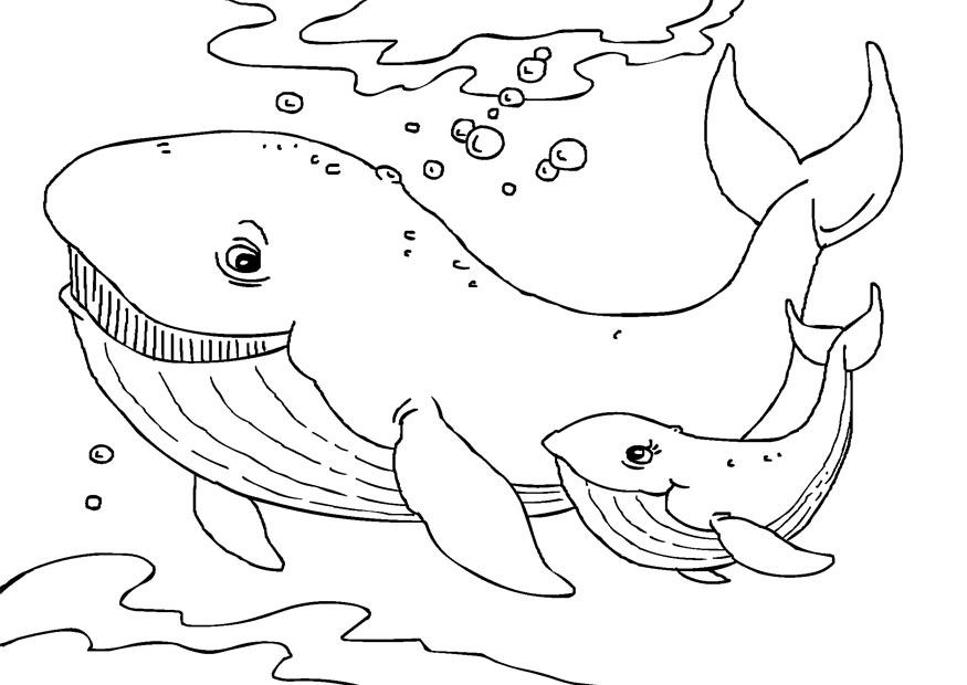 Humpback Whale coloring #18, Download drawings