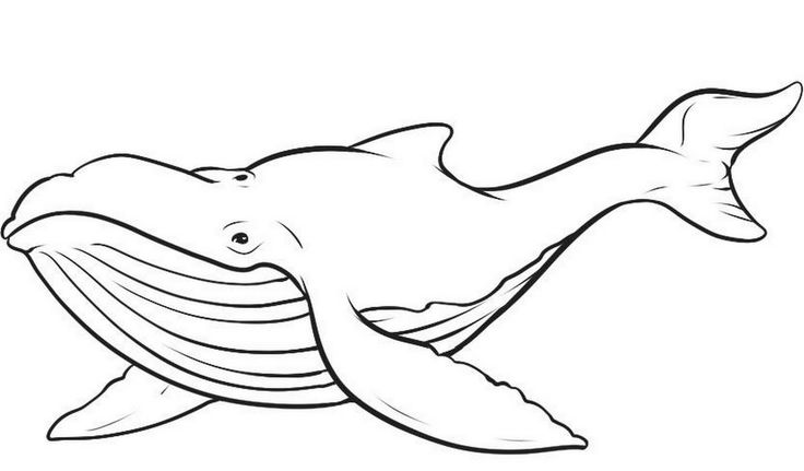 Humpback Whale coloring #16, Download drawings