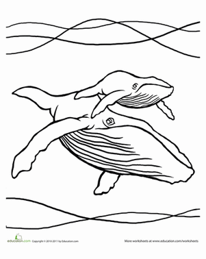 Humpback Whale coloring #15, Download drawings