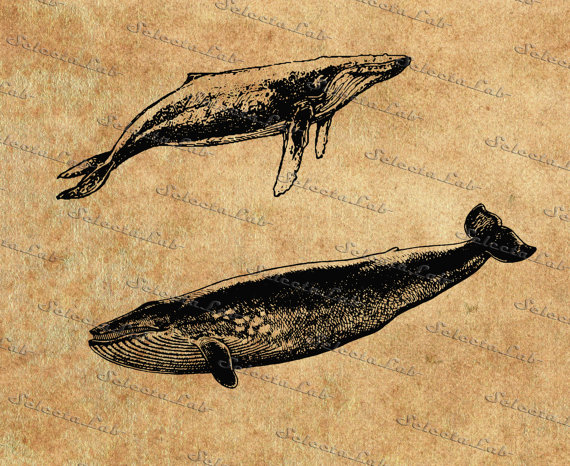 Humpback Whale svg #2, Download drawings