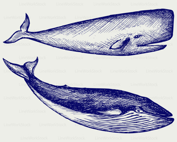 Humpback Whale svg #8, Download drawings
