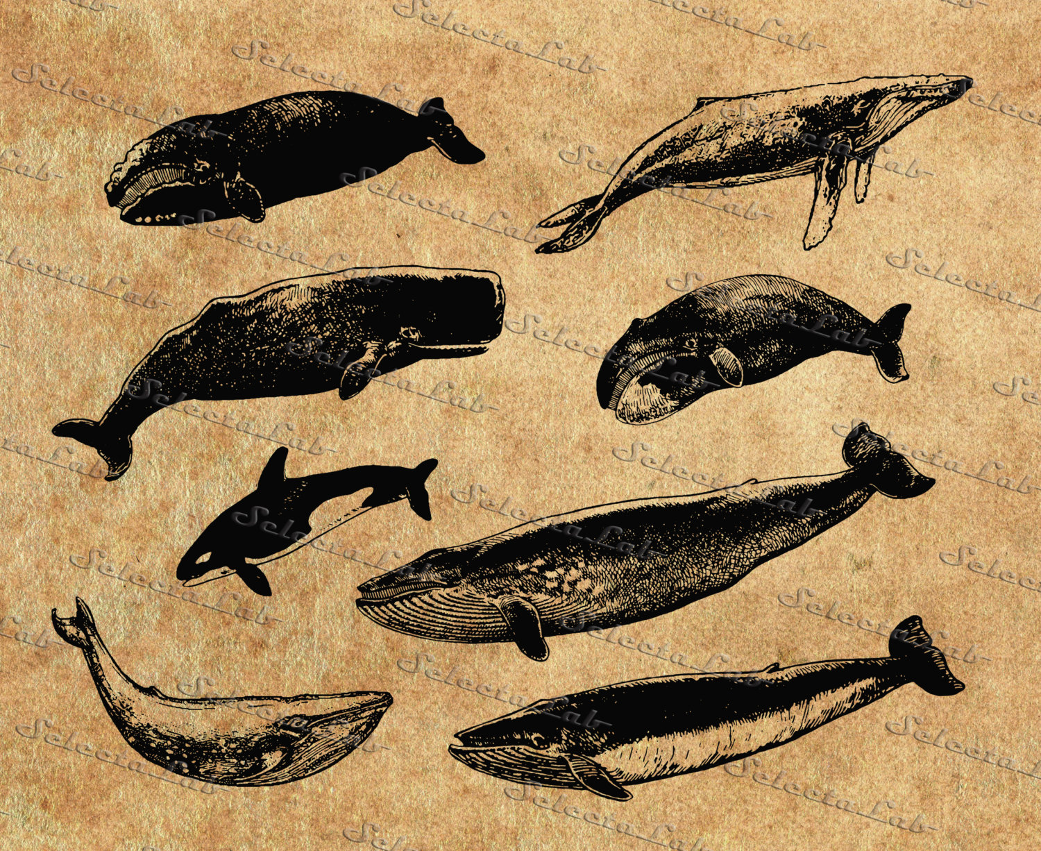 Humpback Whale svg #5, Download drawings