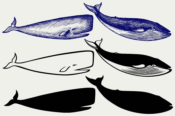 Humpback Whale svg #14, Download drawings