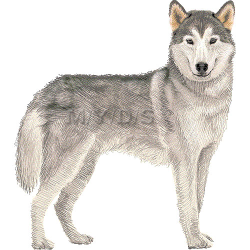 Siberian Husky clipart #19, Download drawings