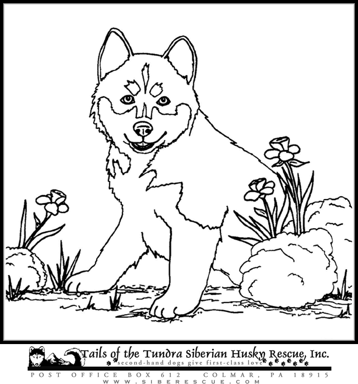 Siberian Husky coloring #5, Download drawings