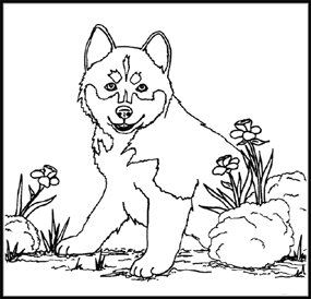 Husky coloring #7, Download drawings