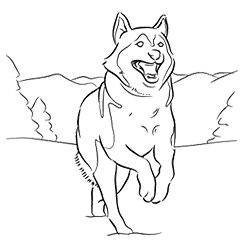 Siberian Husky coloring #6, Download drawings