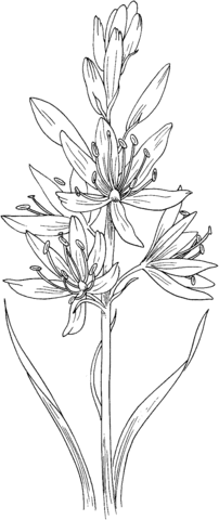 Hyacinth coloring #7, Download drawings