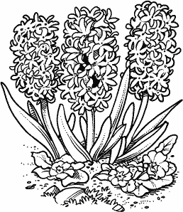 Hyacinth coloring #12, Download drawings