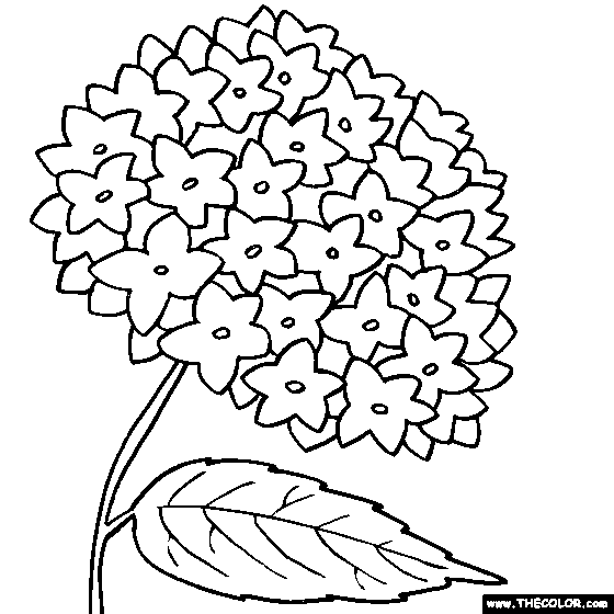 Hydrangea coloring #20, Download drawings