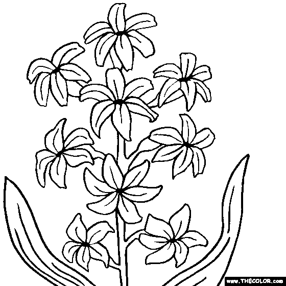 Hyacinth coloring #20, Download drawings