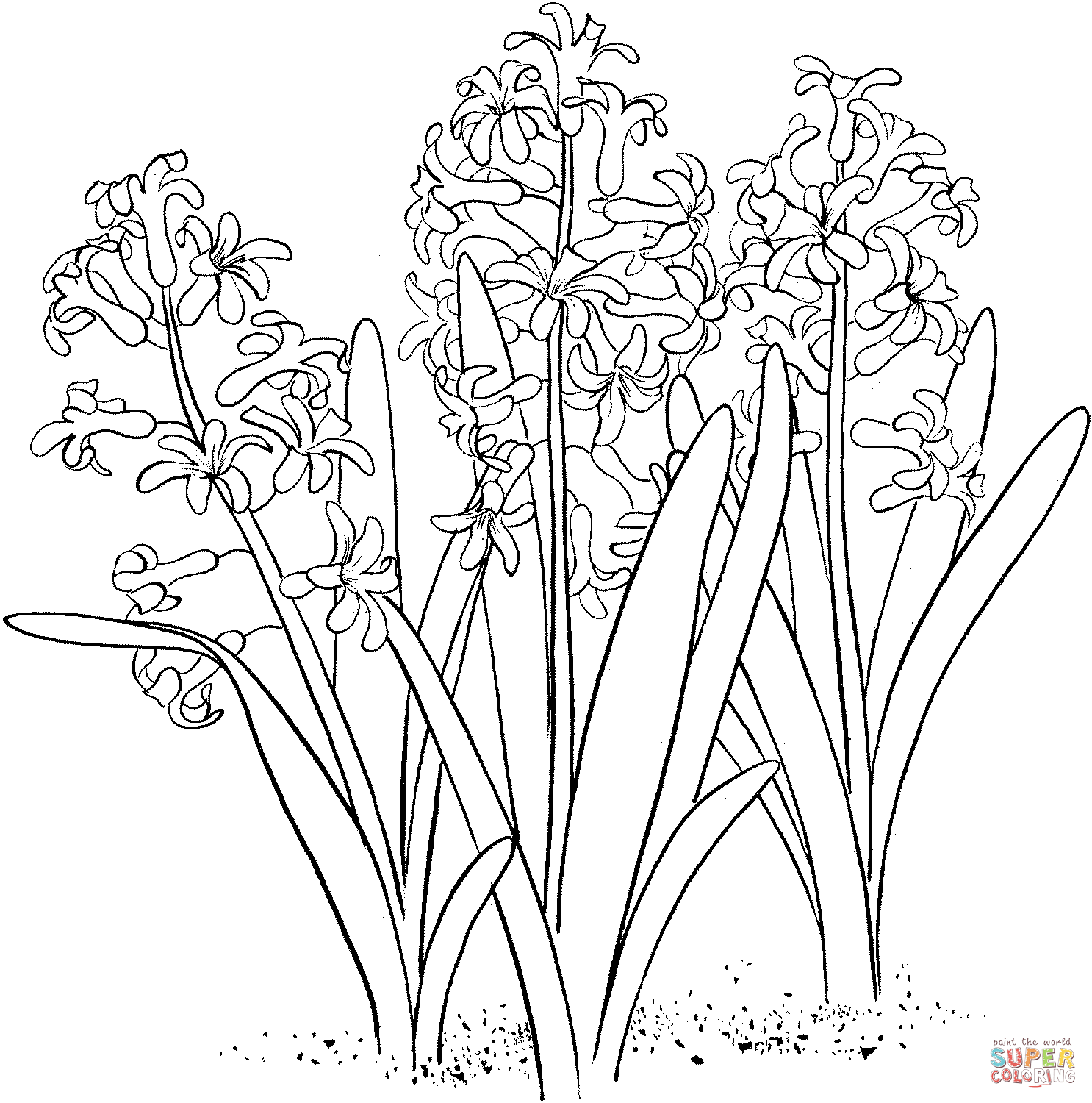 Hyacinth coloring #11, Download drawings