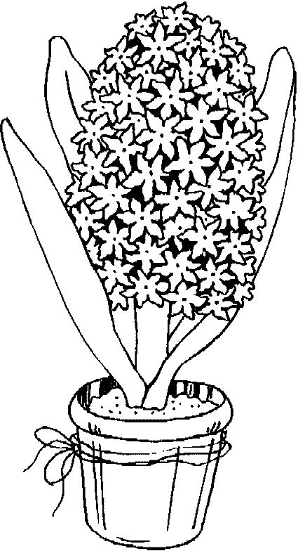 Hyacinth coloring #17, Download drawings