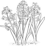 Hyacinth coloring #16, Download drawings