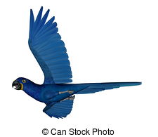 Hyacinth Macaw clipart #9, Download drawings