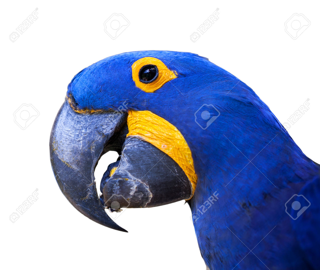 Hyacinth Macaw clipart #12, Download drawings