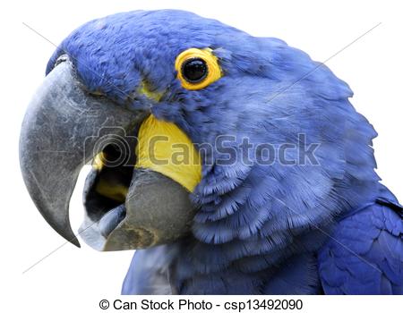 Hyacinth Macaw clipart #16, Download drawings