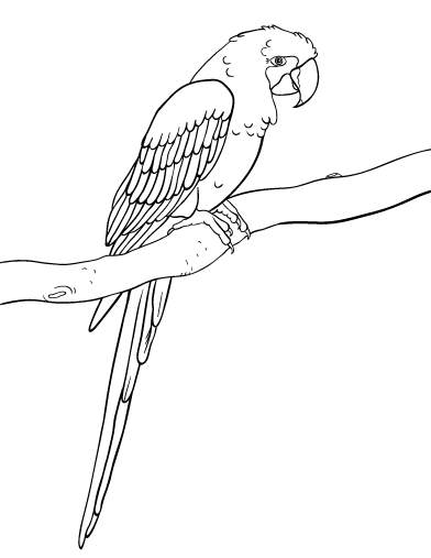 Macaw coloring #16, Download drawings