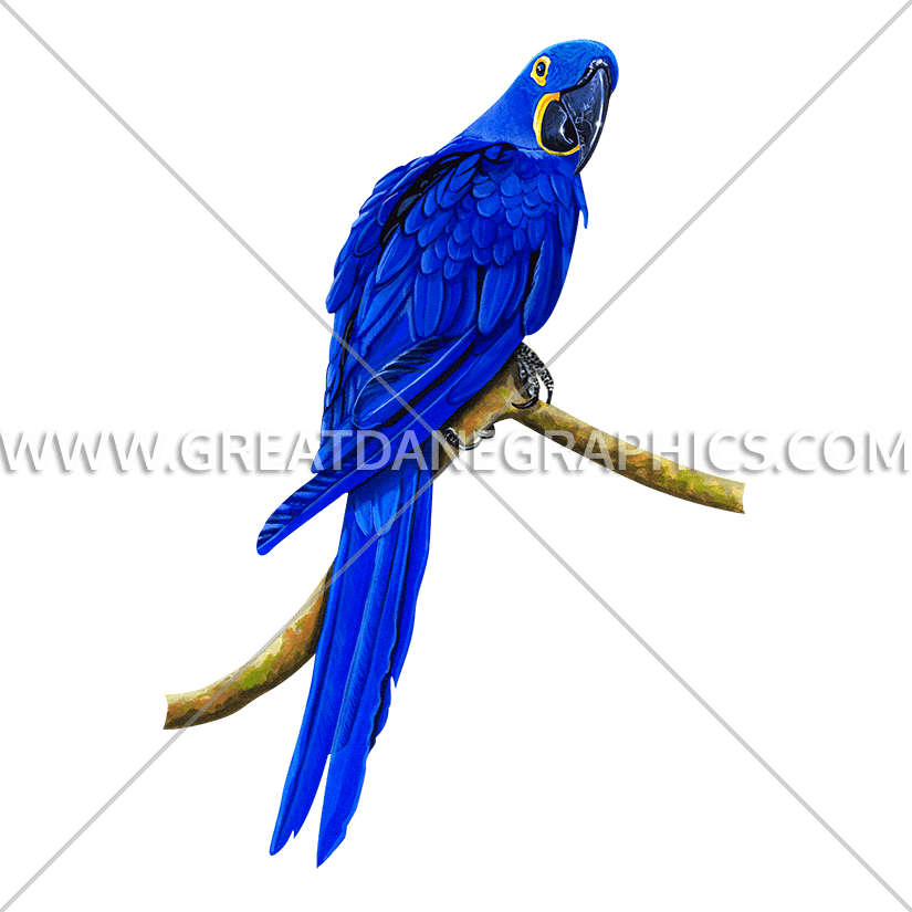 Hyacinth Macaw svg #19, Download drawings