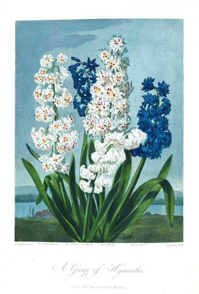 Hyacinth svg #6, Download drawings