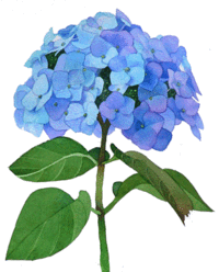 Hydrangea clipart #9, Download drawings