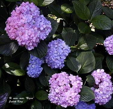 Hydrangea coloring #12, Download drawings