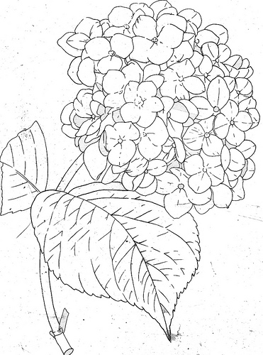 Hydrangea coloring #13, Download drawings